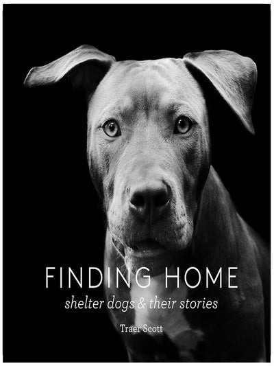 Ein Zuhause finden: Tierheimhunde und ihre Geschichten